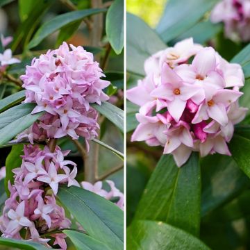 A pair of fragrant Daphne