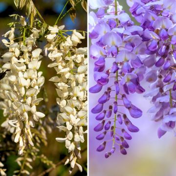 Collection of 2 compact Wisterias