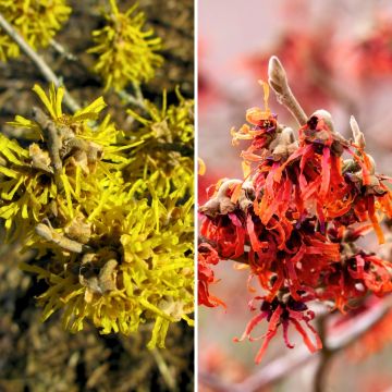 Duo of yellow and red witch hazel