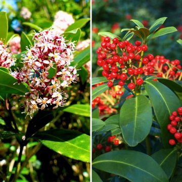 Skimmia japonica Duo Rubella and Pabella (male and female)