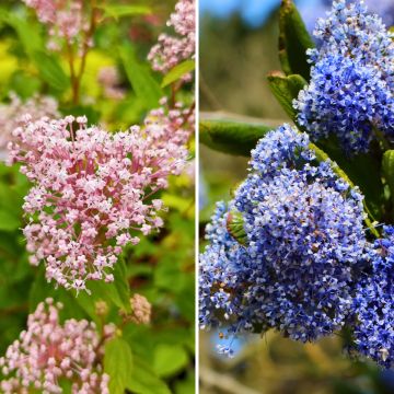 Hardy duo of pink and blue Ceanothus