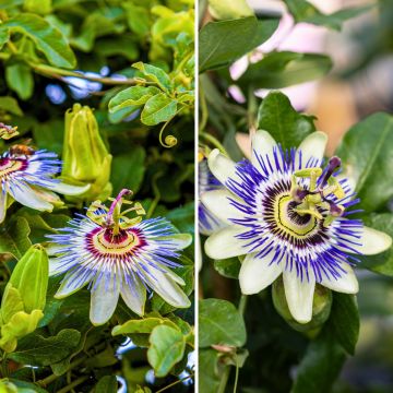 Duo of Passiflora