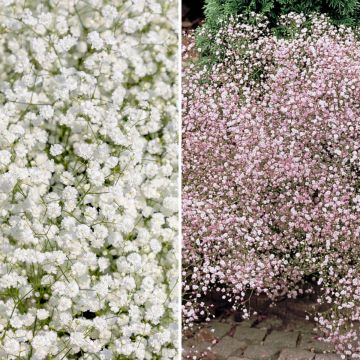 White and Pink Gypsophila paniculata
