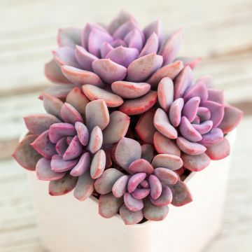 Graptoveria Debbi
