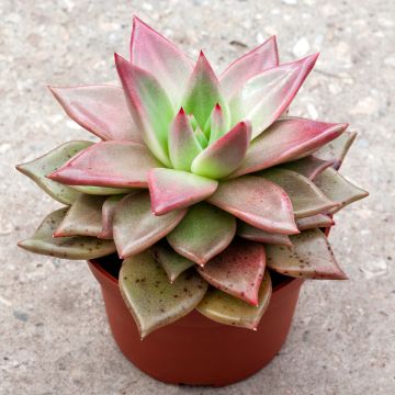 Echeveria agavoides 'Mars Galaxy' - Echéveria à feuilles d'agave, Echévéria petit agave