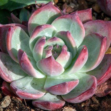 Echeveria  'Nina'