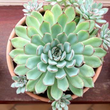 Echeveria pulidonis - Pulido's echeveria