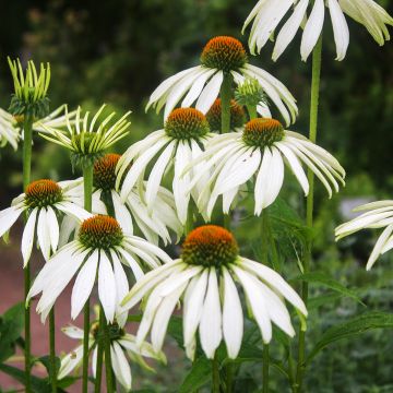 Echinacea purpurea White Swan organic seeds - Purple coneflower
