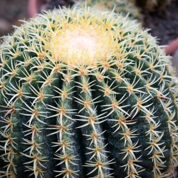 Echinocactus grusonii var. brevispinus - Golden barrel cactus