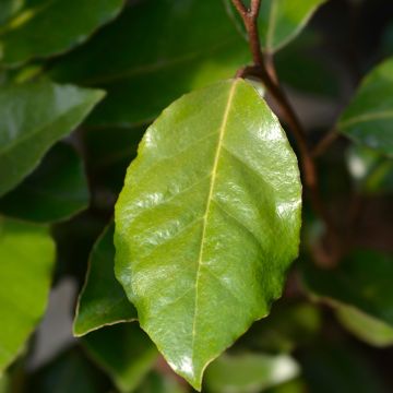 Elaeagnus submacrophylla Crispy® - Ebbinge's silverberry
