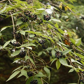 Eleutherococcus setchuenensis  - Sichuan eleutherococcus