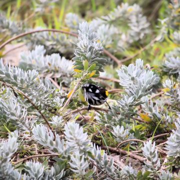 Eremophila glabra Kalbarri Carpet
