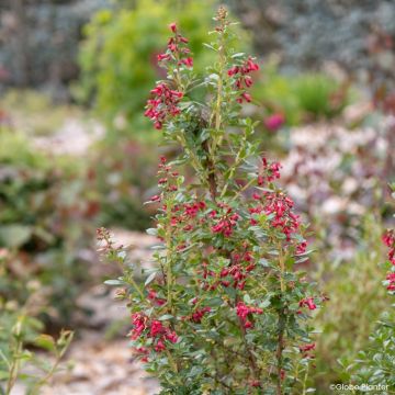 Escallonia rubra Red Tower - Redclaws