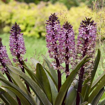 Eucomis Purple Reign® - Pineapple lily