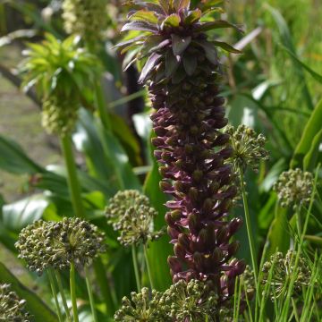 Eucomis comosa Indian Summer - Pineapple lily Eucomis comosa Indian Summer - Pineapple lily