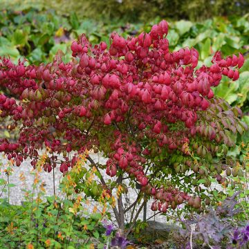 Euonymus alatus - Burning Bush