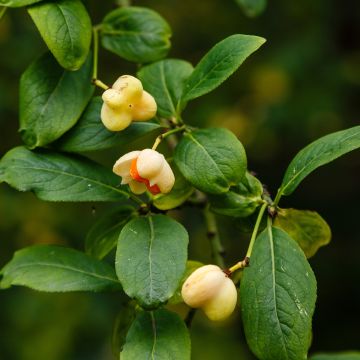Euonymus europaeus Albus Euonymus europaeus Albus