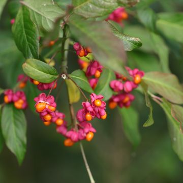 Euonymus latifolius  Euonymus latifolius