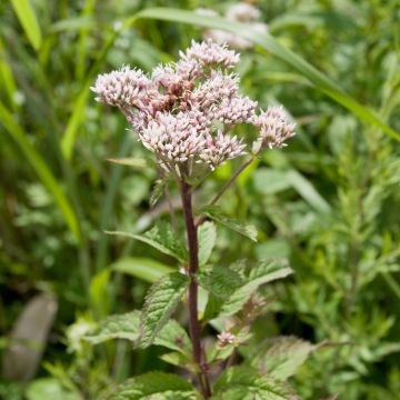 Eupatorium chinensis