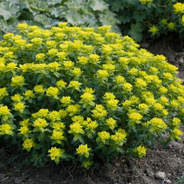 Euphorbia polychroma Candy - Spurge Euphorbia polychroma Candy - Spurge