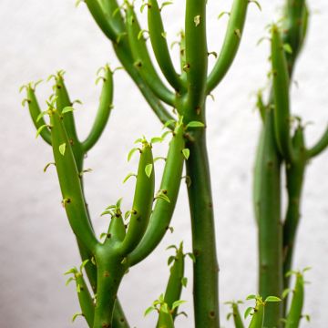 Euphorbia tirucalli - Pencil cactus Euphorbia tirucalli - Pencil cactus