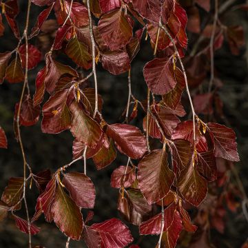 Fagus sylvatica Purple Fountain - Beech