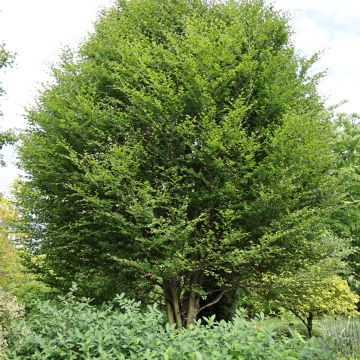 Fagus sylvatica Skrzat