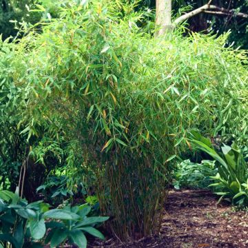 Fargesia murielae Simba - Non-running Bamboo