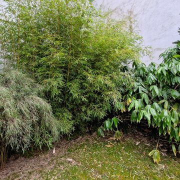 Fargesia nitida Obelisk - Non-running Bamboo