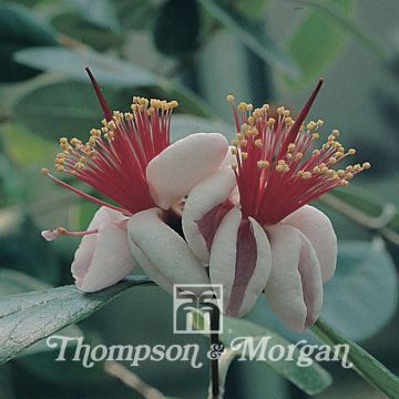 Feijoa sellowiana Feijoa sellowiana