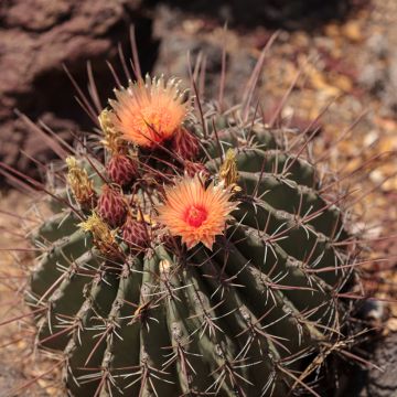 Ferocactus emoryi subsp. rectispinus - Barrel cactus Ferocactus emoryi subsp. rectispinus - Barrel cactus