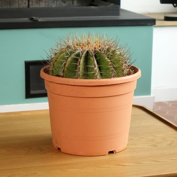 Ferocactus schwarzii - Barrel cactus