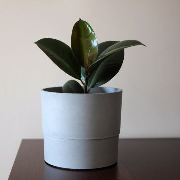 Ficus elastica Burgundy - Rubber plant