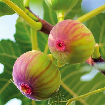 Ficus carica Firoma Ficus carica Firoma