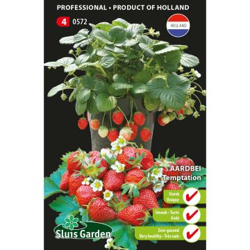 Fragaria vesca 'Temptation'
