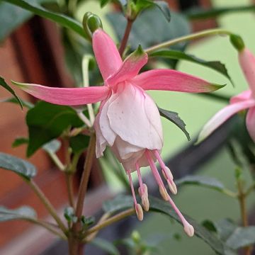 Fuchsia Summer Melody Sunantonio