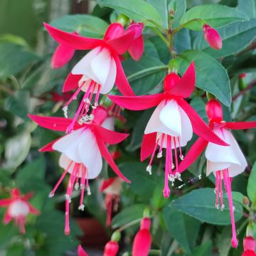 Fuchsia Summermelody Sunfilipe