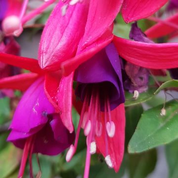 Fuchsia Summermelody Sunlope