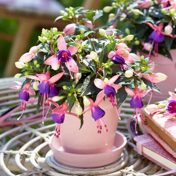 Fuchsia Bella Mariska Fuchsia Bella Mariska