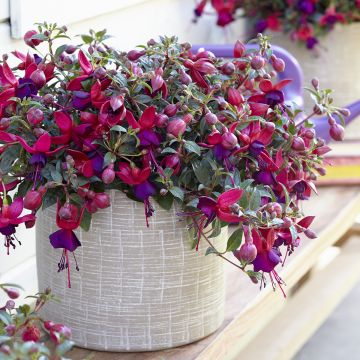 Fuchsia Soila (Bella Series)