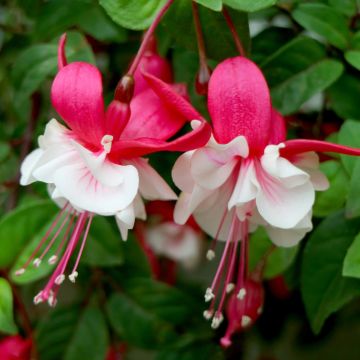 Fuchsia Jollies Madiran 