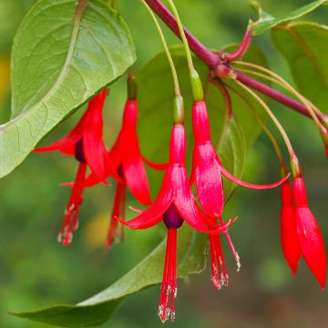 Fuchsia hatschbachii 
