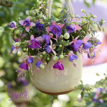 Fuchsia Bella Diana Fuchsia Bella Diana
