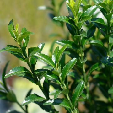 Euonymus japonicus Green Spire - Japanese Spindle Euonymus japonicus Green Spire - Japanese Spindle