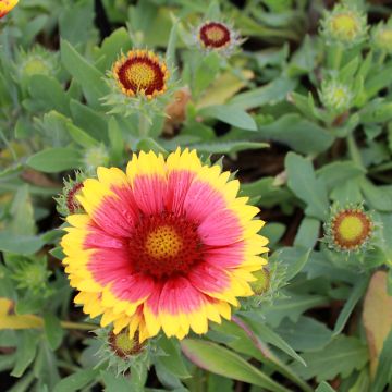 Gaillardia x grandiflora Arizona Sun