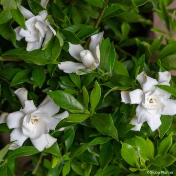 Gardenia jasminoides Fool Proof®