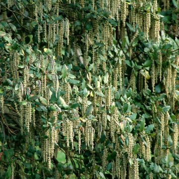 Garrya elliptica - Elliptical-leaved Garrya Garrya elliptica - Elliptical-leaved Garrya