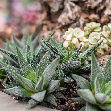 ×Gasteraloe (Aloe aristata × Gasteria carinata var. verrucosa) 'D. Delta'