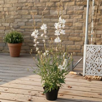 Gaura EVERLAST Viva Nova - Gaura lindheimeri