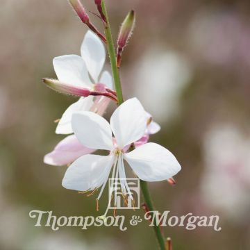 Gaura lindheimeri Sparkle White - Lindheimer's Beeblossom seeds Gaura lindheimeri Sparkle White - Lindheimer's Beeblossom seeds